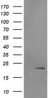 LZIC Antibody (clone OTI2D4)