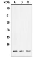 LSM2 / SnRNP Antibody (Internal)