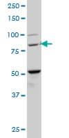 BACH1 Antibody (clone 1B8)