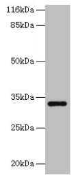 ERGIC1 Antibody (aa48-254)