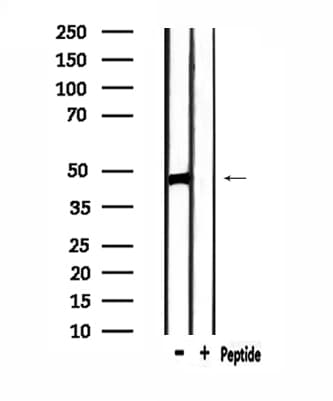 SIRPB1 / CD172b Antibody