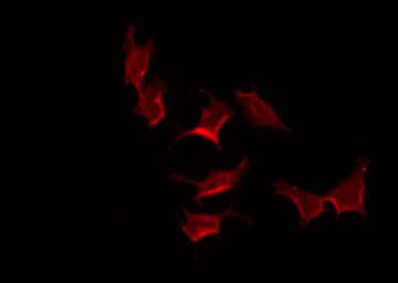Polyclonal Rabbit anti-Human GPR132 / G2A Antibody (IF, WB)