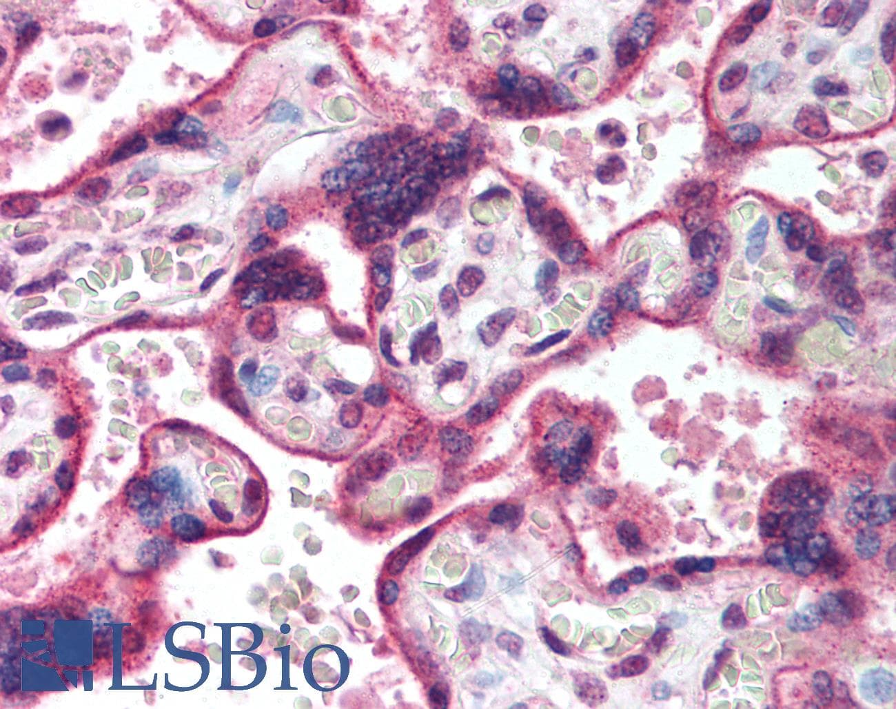 IHC-plus™ HDAC3 Antibody (aa2-17)