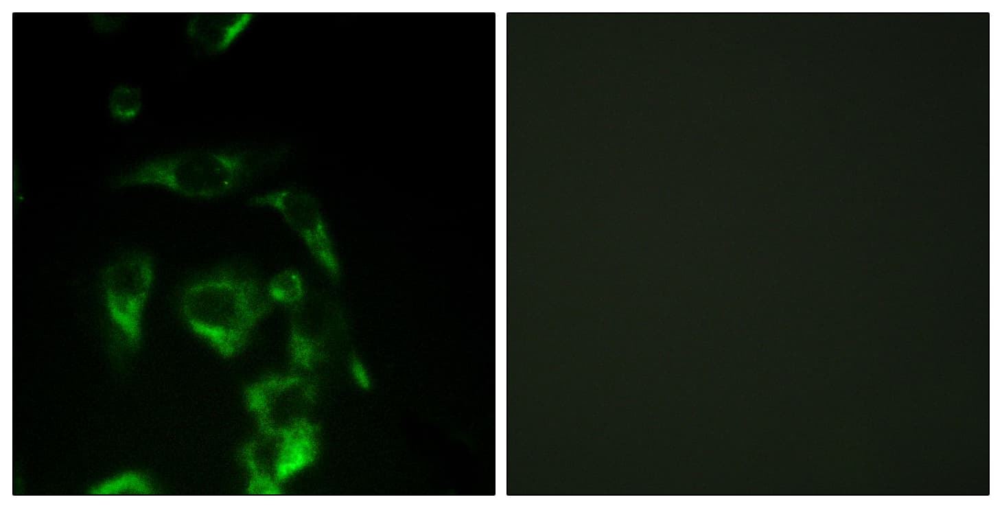 EIF4G1 / EIF4G Antibody (aa1074-1123)