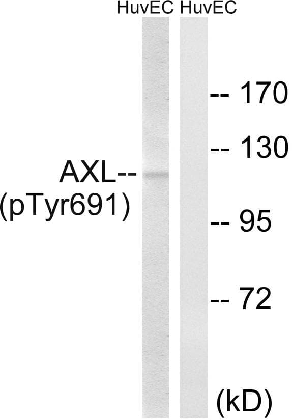 AXL Antibody (phospho-Tyr691)
