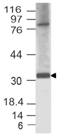 HEY1 Antibody