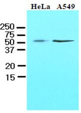 IHC-plus™ KLF4 Antibody (aa1-170, clone AT4E6)