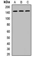 DHX38 Antibody