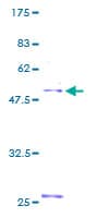 Human NDFIP1 / N4WBP5 Protein (Recombinant GST)