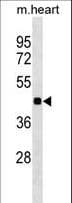 HHEX / HEX Antibody (aa244-270)