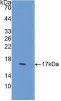 DHH / Desert Hedgehog Antibody (aa241-383)