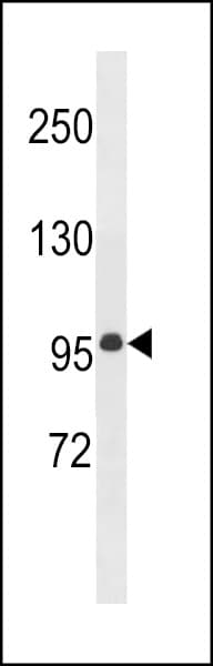 Polyclonal Rabbit anti-Human MEGF11 Antibody (aa50-79, WB)