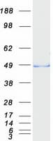 Human EGLN2 / PHD1 Protein (Recombinant Myc-DDK (Flag))