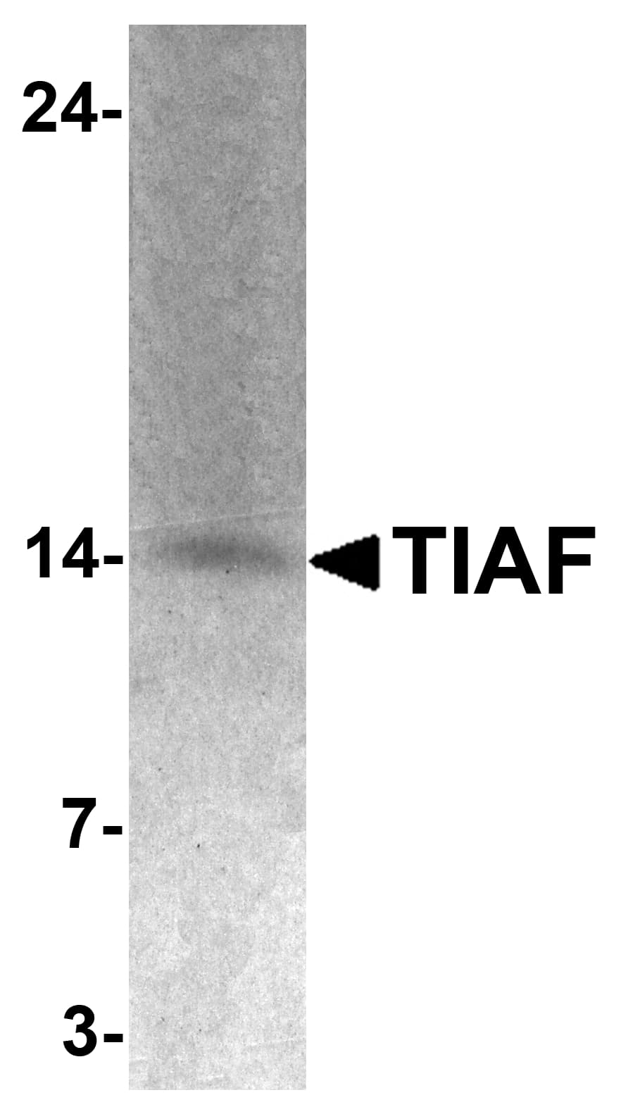 TIAF1 Antibody