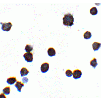 IHC-plus™ IQSEC1 Antibody