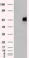 Monoclonal Mouse anti-Human PMEL / SILV / gp100 Antibody (clone OTI9G3, IF, WB)