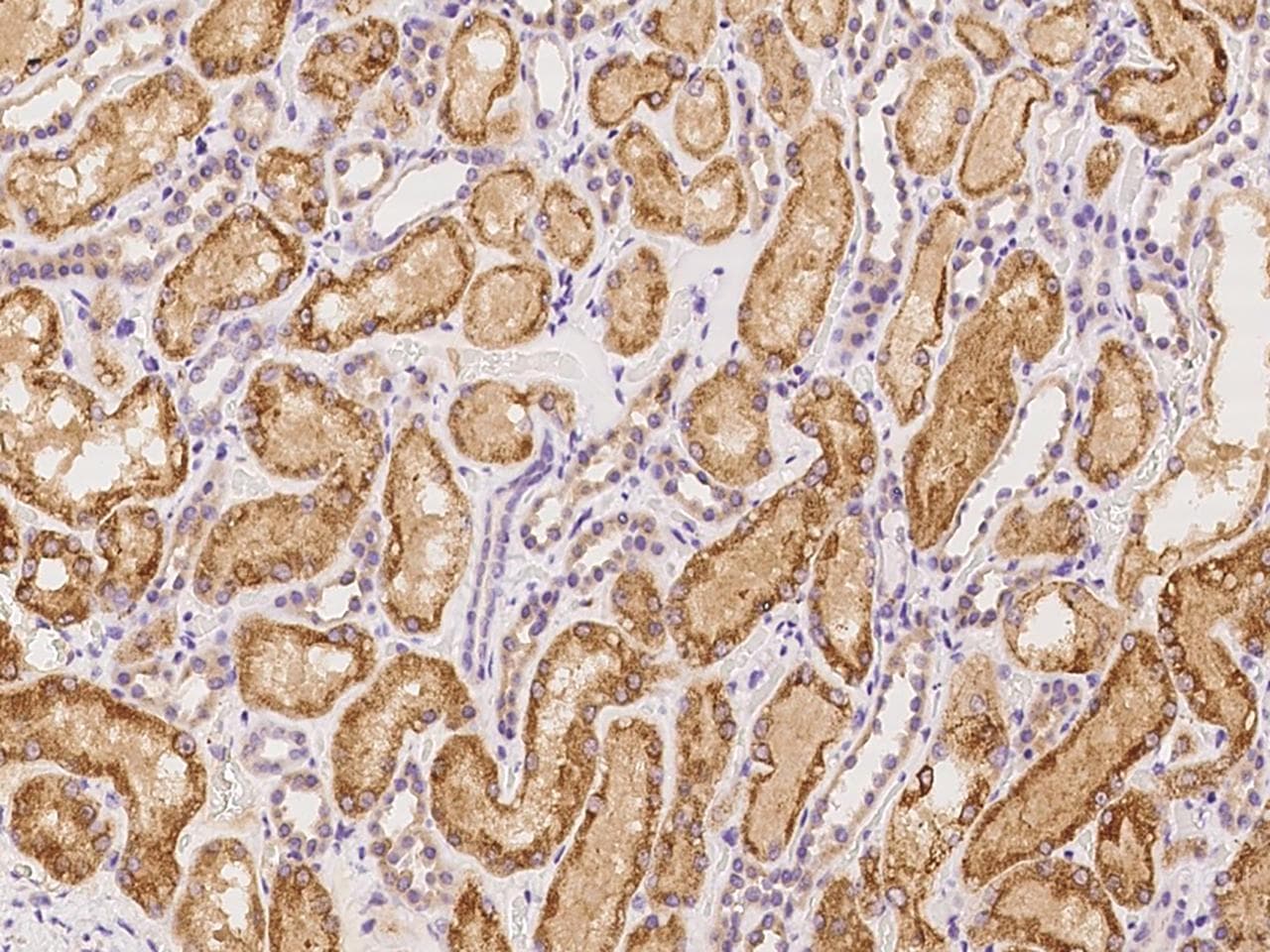 SPDYC Antibody