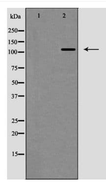 CD34 Antibody