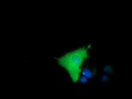 MICAL1 / MICAL Antibody (clone OTI4A1)