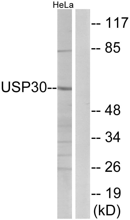 USP30 Antibody (aa31-80)