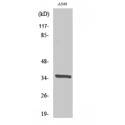 PEX2 / PAF-1 Antibody (1-80 aa, N-terminal)