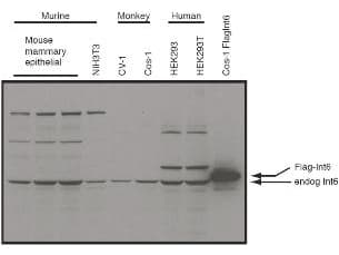 Polyclonal Rabbit anti-Mouse EIF3E Antibody (C-Terminus, WB)