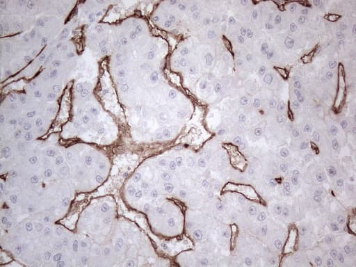 CD34 Antibody (aa312-385, clone OTI12F2)