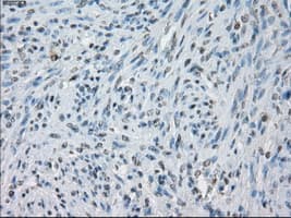 KDM4C / JMJD2C Antibody (clone OTI5B9)