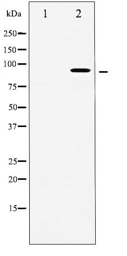 RPS6KA5 / MSK1 Antibody (phospho-Ser376)