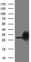 PGAM2 Antibody (clone OTI2H10, Carrier-free)