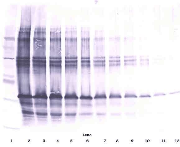 IHC-plus™ SCGF Antibody