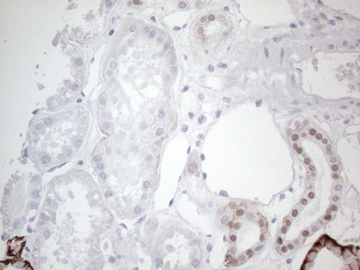 GATA3 Antibody (aa155-443, clone OTI8H4)