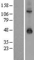 KCNJ9 / Kir3.3 / GIRK3 Protein (Over-Expression Lysate Myc-DDK (Flag))