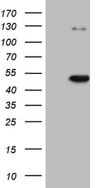 Monoclonal Mouse anti-Human CDKL1 Antibody (clone OTI1D9, aa152-357, IHC, WB)