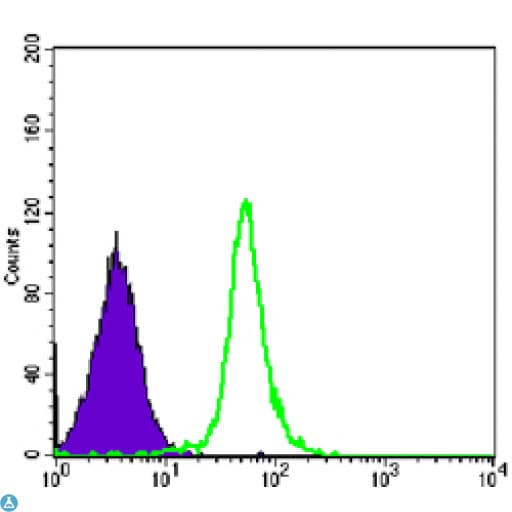 SMC1A / SMC1 Antibody