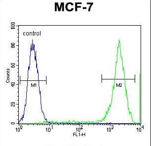 PCDH20 Antibody (aa445-472)