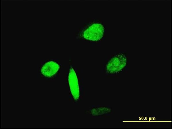 Monoclonal Mouse anti-Human FOXA2 Antibody (clone 6C12, IF, WB)