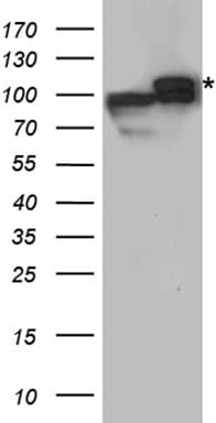 DISC1 Antibody