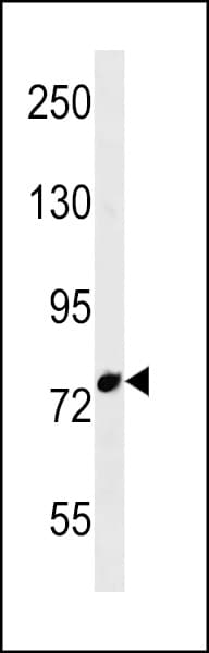 EMI2 / FBXO43 Antibody (aa668-694)