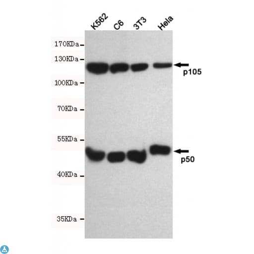 NFKB1 / NF-Kappa-B Antibody