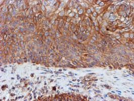 SCFD1 / SLY1 Antibody (clone OTI5G4)