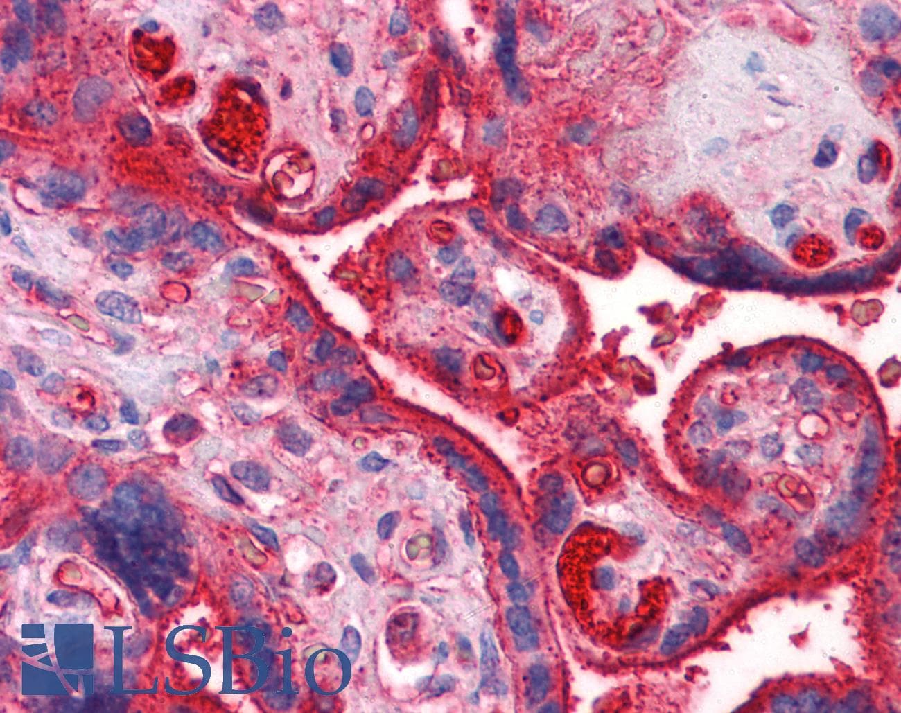 IHC-plus™ Apolipoprotein A-II Antibody (clone 1H6)