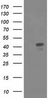 MSI1 / Musashi 1 Antibody (clone OTI2H9, Carrier-free)