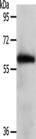 WDR1 Antibody