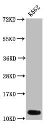 HIST1H4I Antibody