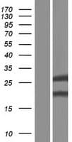 GSTK1 Protein (Over-Expression Lysate Myc-DDK (Flag))