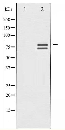 LMNA / Lamin A+C Antibody (phospho-Ser392)