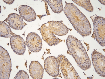 HOOK3 Antibody