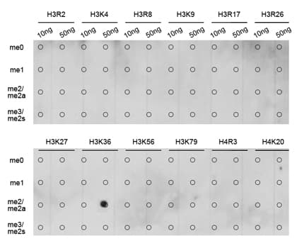 Histone H3 Antibody (Di-Methyl-Lys36)