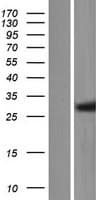 Human C1orf74 Protein (Over-Expression Lysate Myc-DDK (Flag))